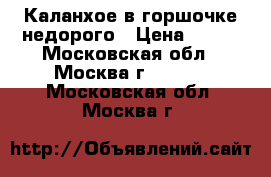 Каланхое в горшочке недорого › Цена ­ 300 - Московская обл., Москва г.  »    . Московская обл.,Москва г.